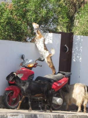 koza na mocike.jpg