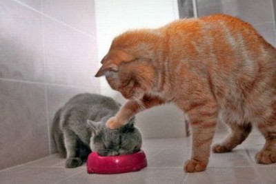 2cat.jpg