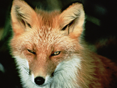 red_fox2.png