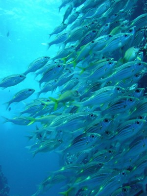 SaipanDive1.JPG