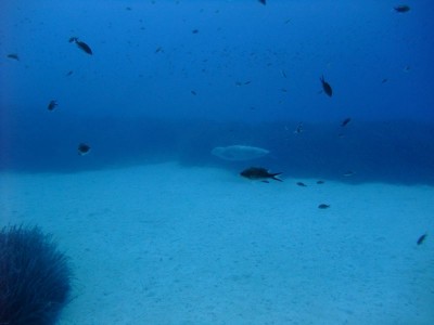 DSCF1430.JPG