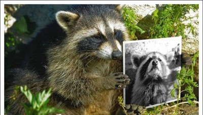 1201593201_racoon_28.jpg