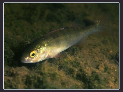 fish-6945.jpg