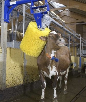 muuuuu.jpg