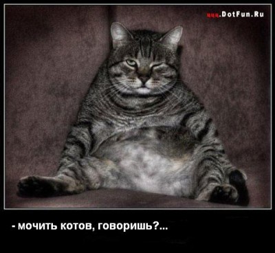 кот.JPG