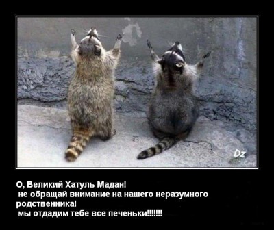 еноты.JPG