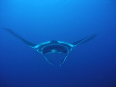 6 metre manta.jpg
