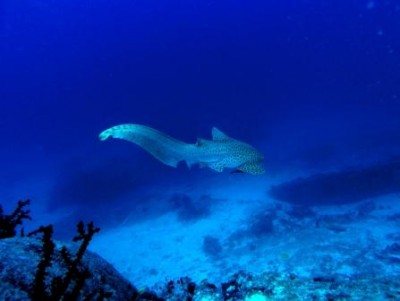 leopard shark.jpg