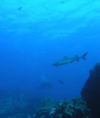 1sharky 4.jpg