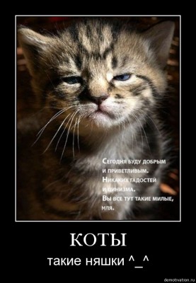 котЭ 1.jpg