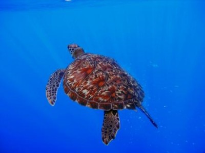 1similans 139.jpg
