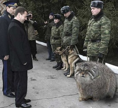 котЭ на службе.jpg
