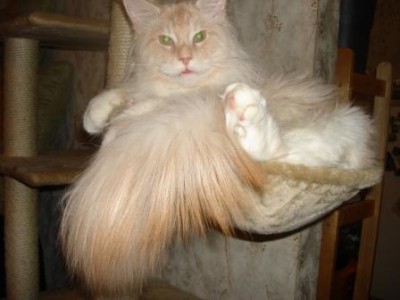 котяра.JPG