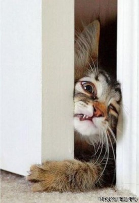 котЭ ...в любую цель.jpg