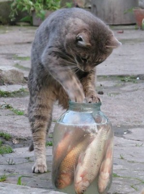 котЭ рыбак.jpg