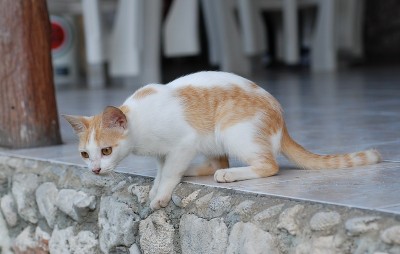 DSC_0400.jpg