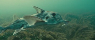 Oceans_AVI (XviD)_HDRip.avi_snapshot_01.00.03_[2010.09.29_01.39.32].jpg