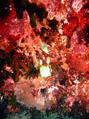M0011139.jpg