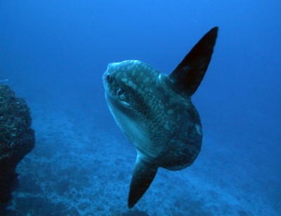 mola2.jpg