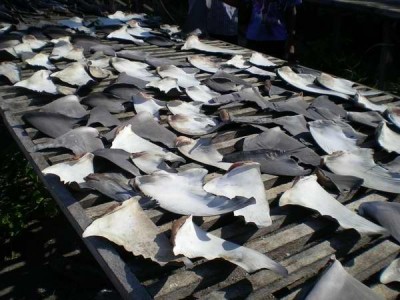 1229256813-evidence-of-shark-finning-in-the-maldives-photos.jpg