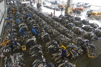 shark finning[5].jpg