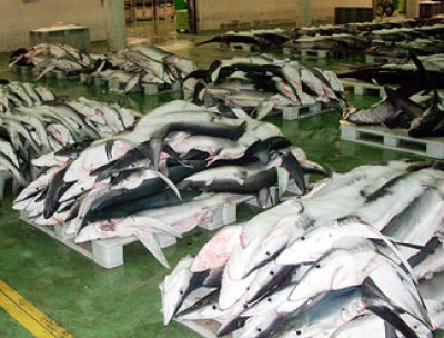 SHARK FINNING.jpg