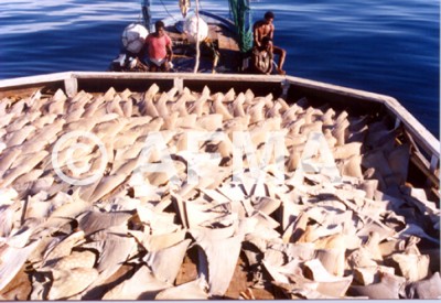 shark-finning.jpg