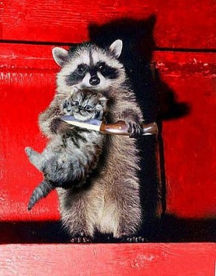 ra_coon_cat.jpg