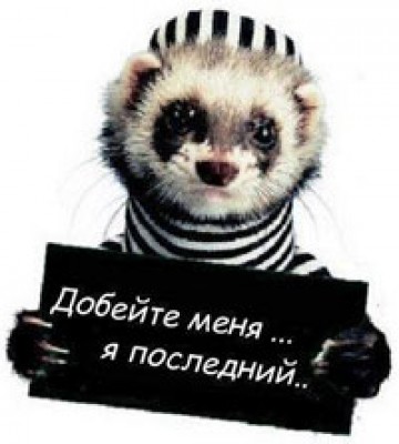 last_raccoon.jpg