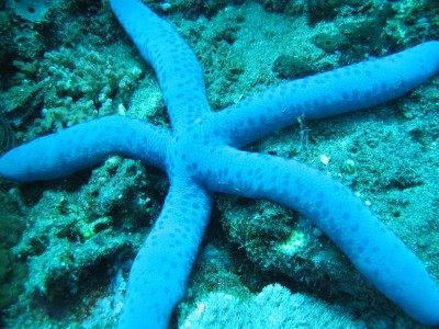 leach_sea_star.jpg