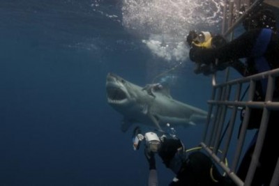 sharks  1 1.jpg