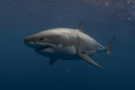 sharks  2 1.jpg