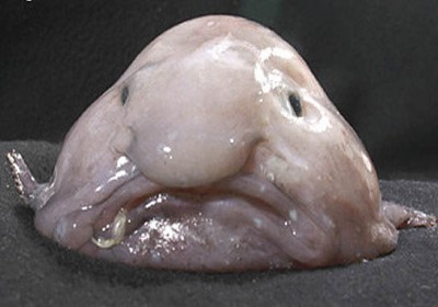 blobfish-1040LG230210.jpg