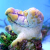 sea_squirt_polycarpa_aurata_IMG_2100.jpg