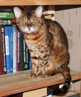 cat_jur.jpg