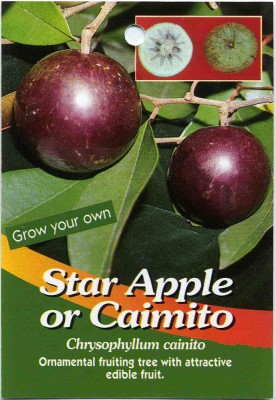 Star-Apple-Caimito.jpg