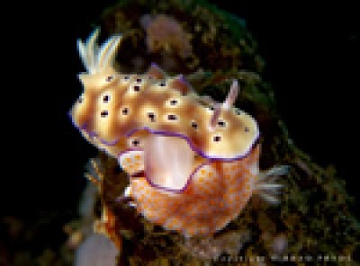 underwater_photo_brad.jpg