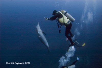 Rey__Dolphin2.jpg