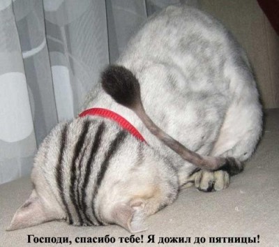 friday_cat.jpg