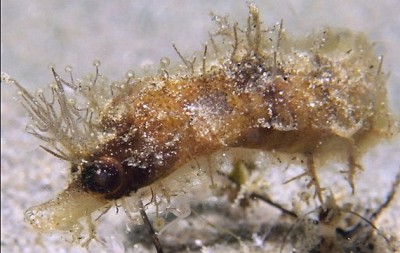 hairy-seahorse.jpg