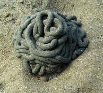 Ptychodera3.JPG