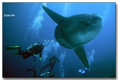 Mola-mola7-copia.jpg