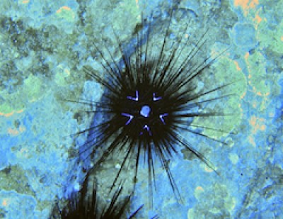 sea_urchin 003.jpg