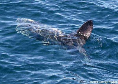 mola-mola.jpg
