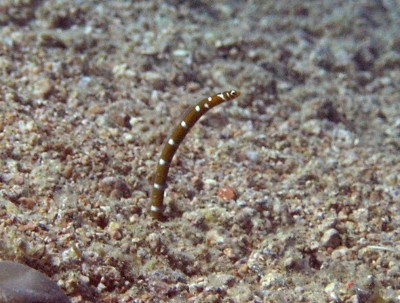 Gorgasia preclara.jpg