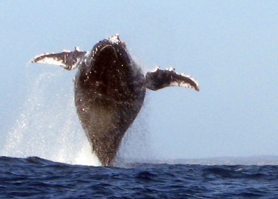 whale.jpg