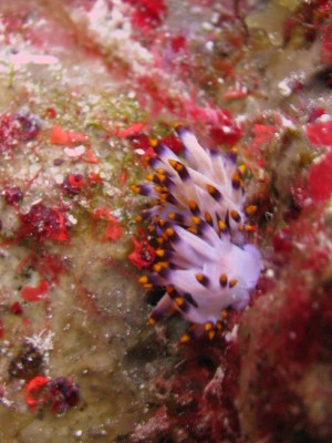 flabelina2.jpg