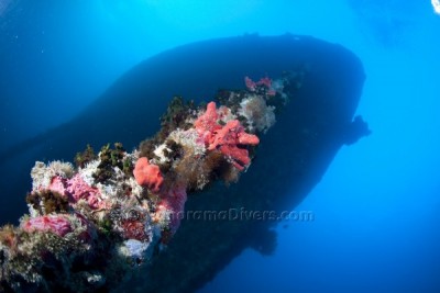 IMG_4339_0950 Thistlegorm EM14.jpg