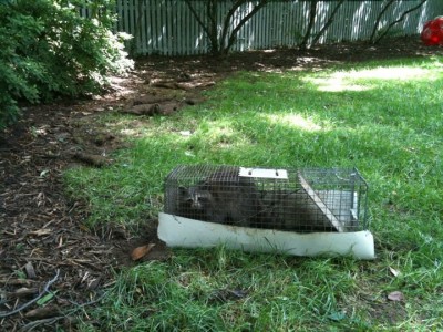 coon1.jpg