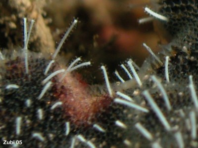 Zanclea-divergens-Celleporaria-sibogae1-detail.jpg